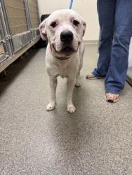 Shelter Stray Male Dog last seen jackson ln, Middletown, OH, 1820 Princeton Rd, Hamilton, OH 45011, USA