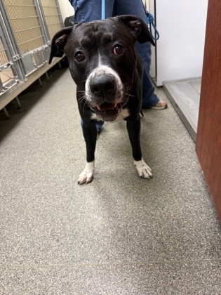 Shelter Stray Male Dog last seen jackson ln, Middletown, OH, 1820 Princeton Rd, Hamilton, OH 45011, USA