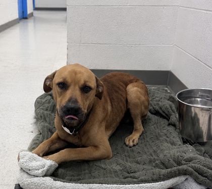Shelter Stray Male Dog last seen , D'Iberville, MS, 2615 25th Ave, Gulfport, MS 39501, USA