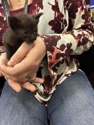 Shelter Stray Female Cat last seen AMC parking lot, 75149, TX, 1650 Gross Rd, Mesquite, TX 75149, USA