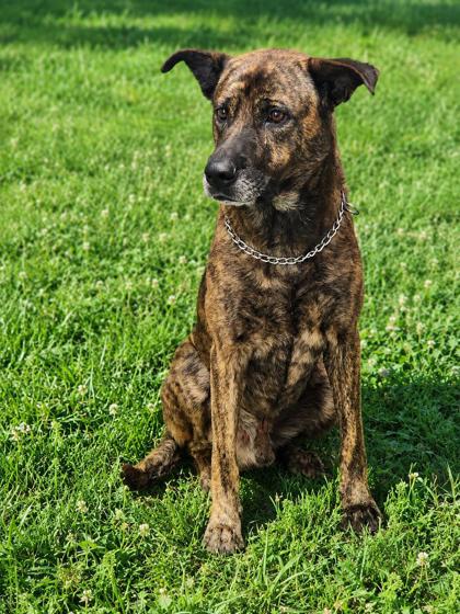 Shelter Stray Male Dog last seen Near WILFORD ST PICKENS, SC 29671, PICKENS COUNTY, SC, 193 County Farm Rd, Pickens, SC 29671, USA