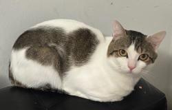 Lost Male Cat last seen Yellowstone an Dartmouth street, Queens, NY 11374