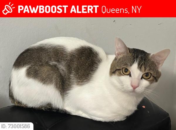 Lost Male Cat last seen Yellowstone an Dartmouth street, Queens, NY 11374