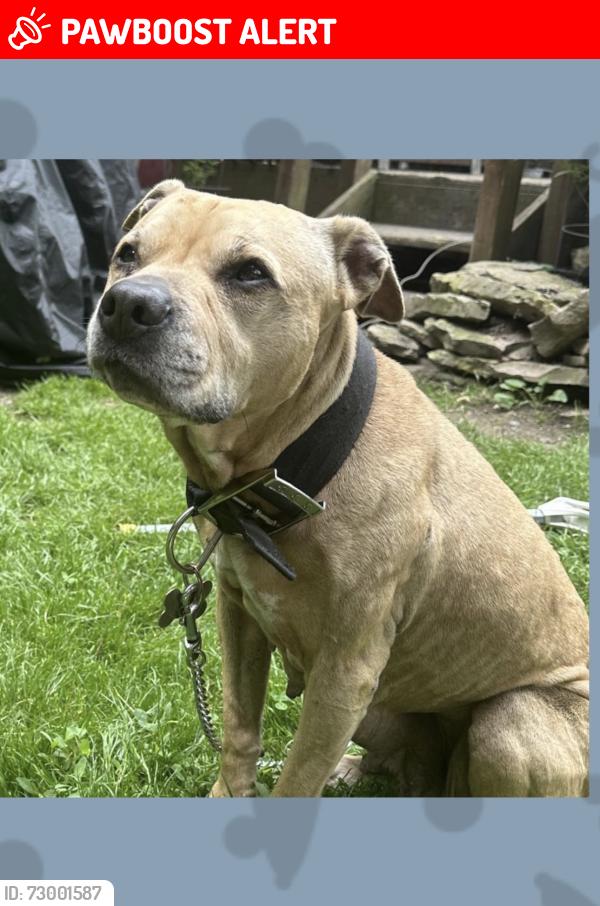 Lost Female Dog last seen Outer Comstock/Jamesville Ave/Roe/Tejah/Skytop, Onondaga County, NY 13210
