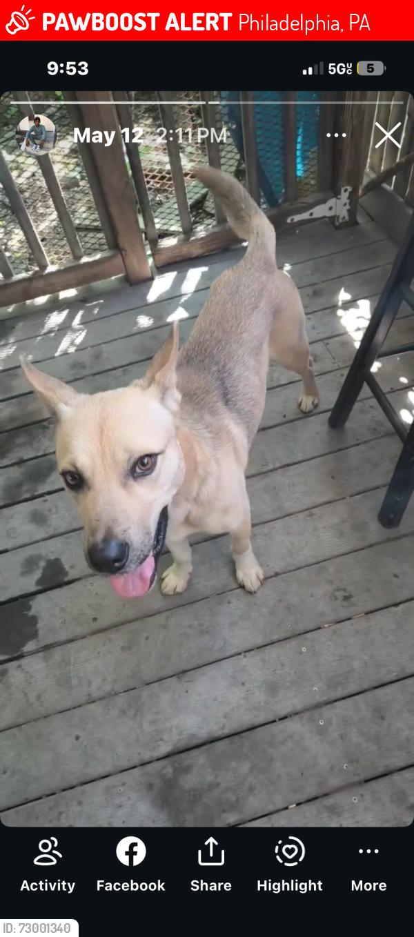 Lost Male Dog last seen Near w gordon st, Philadelphia, PA 19132