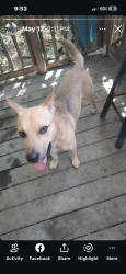 Lost Male Dog last seen Near w gordon st, Philadelphia, PA 19132