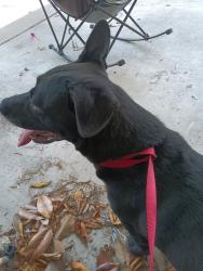 Reunited Female Dog last seen Thelma Dr , Combee Settlement, FL 33801