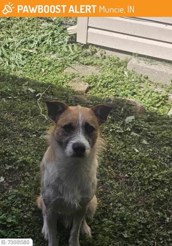 Found/Stray Male Dog last seen N Alden Rd, Muncie, IN 47304
