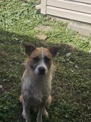 Found/Stray Male Dog last seen N Alden Rd, Muncie, IN 47304