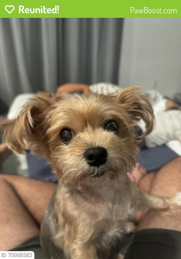Reunited Female Dog last seen Boca Raton , lyons rd x Mori dr, Boca Raton, FL 33434