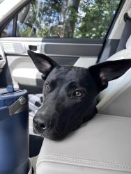 Found/Stray Female Dog last seen Found in parking lot between Goodwill and Honby Lobby in Hermitage , Nashville, TN 37076