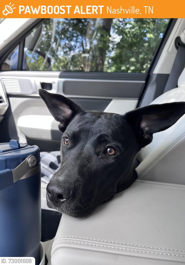 Found/Stray Female Dog last seen Found in parking lot between Goodwill and Honby Lobby in Hermitage , Nashville, TN 37076