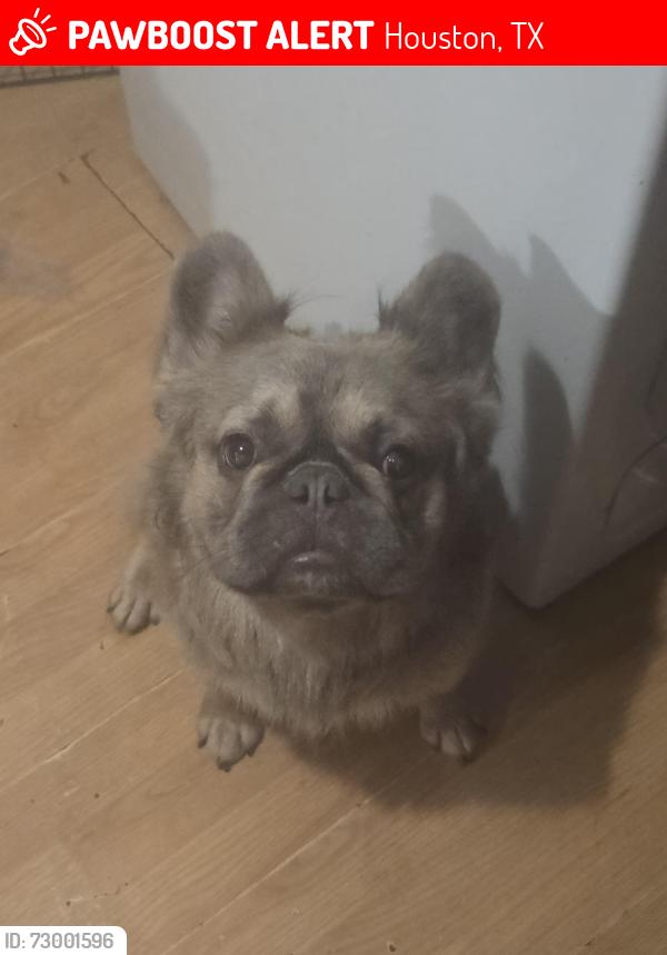 Lost Male Dog last seen Crockett , Houston, TX 77007