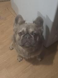 Lost Male Dog last seen Crockett , Houston, TX 77007