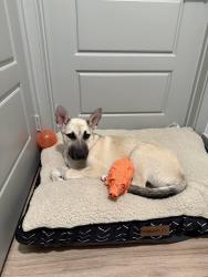 Found/Stray Male Dog last seen Forney community park, Forney, TX 75126
