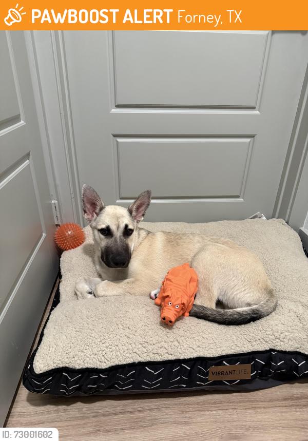 Found/Stray Male Dog last seen Forney community park, Forney, TX 75126