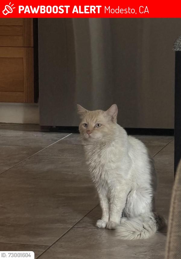 Lost Male Cat last seen Veranda ct , Modesto, CA 95357