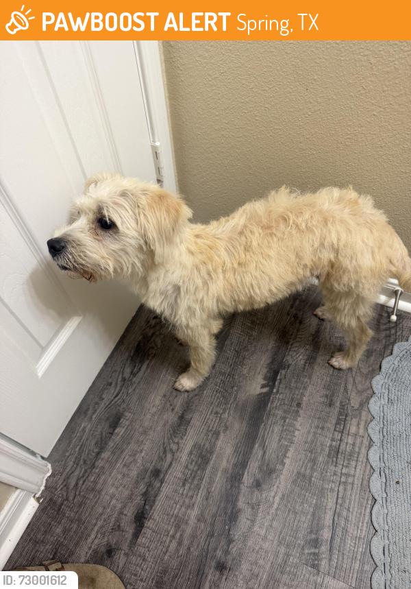 Found/Stray Male Dog last seen Near Canadian River ct, Spring, TX 77386