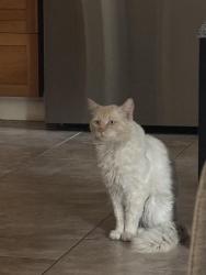 Lost Male Cat last seen Veranda ct , Modesto, CA 95357