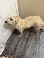 Found/Stray Male Dog last seen Near Canadian River ct, Spring, TX 77386