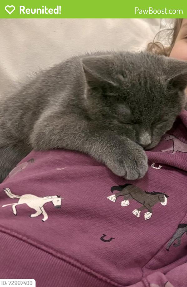 Reunited Male Cat last seen 24th Ave. NW, Reid Dr, Hollycroft St, Gig Harbor, WA 98335