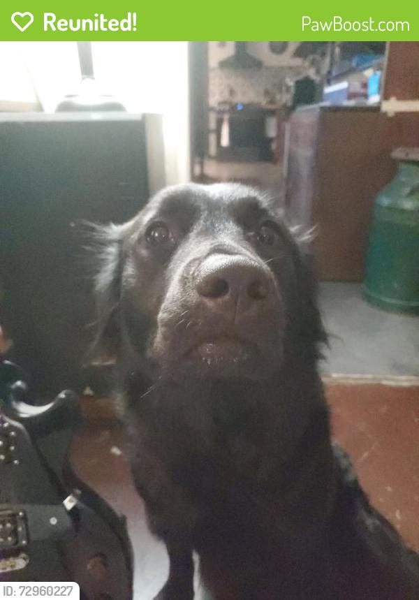 Reunited Female Dog last seen Camp Robinson and I-40 Westbound, North Little Rock, AR 72118