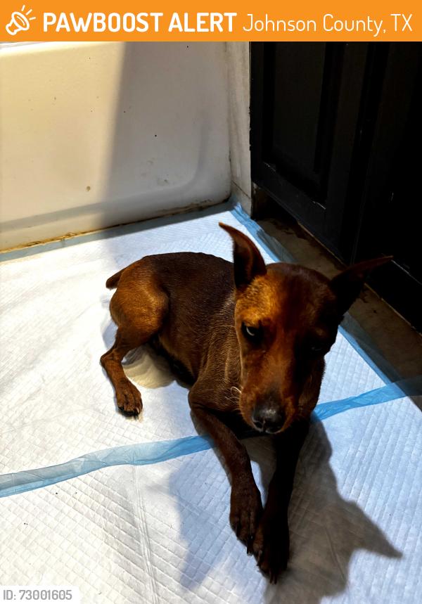 Found/Stray Female Dog last seen county road 919 crowley tx, Johnson County, TX 76036