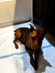 Found/Stray Female Dog last seen county road 919 crowley tx, Johnson County, TX 76036