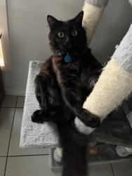 Lost Male Cat last seen oakwood street pimpama , Pimpama, QLD 