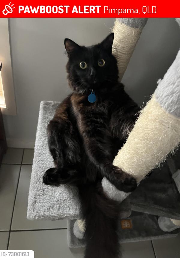 Lost Male Cat last seen oakwood street pimpama , Pimpama, QLD 