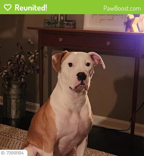 Reunited Female Dog last seen Meadowbrook Neighborhood , Canonsburg, PA 15317
