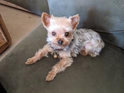 Lost Male Dog last seen hidden trail pl and wildcat canyon rd, Walnut, CA 91789