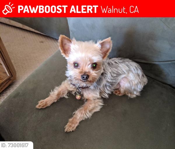 Lost Male Dog last seen hidden trail pl and wildcat canyon rd, Walnut, CA 91789
