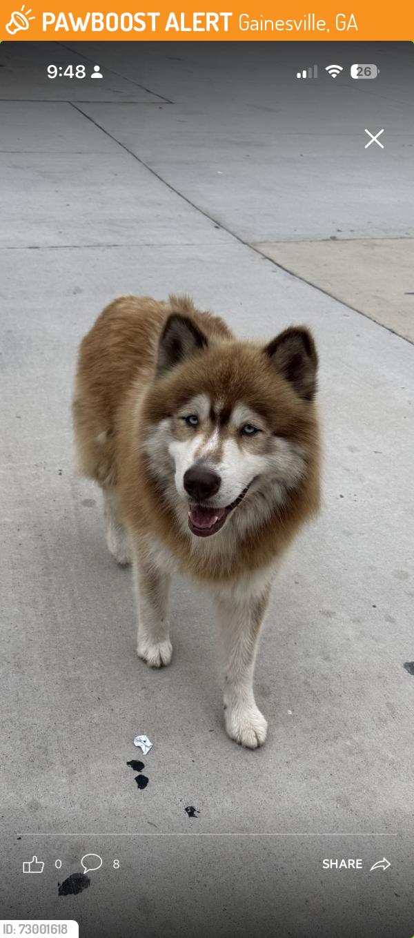 Found/Stray Unknown Dog last seen stephens rd and mcever rd, Gainesville, GA 30504