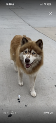 Found/Stray Unknown Dog last seen stephens rd and mcever rd, Gainesville, GA 30504