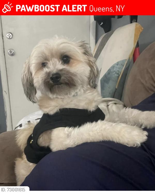 Lost Male Dog last seen Gastronom supermarket , Queens, NY 11375