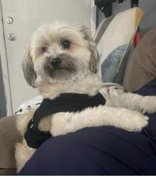 Lost Male Dog last seen Gastronom supermarket , Queens, NY 11375