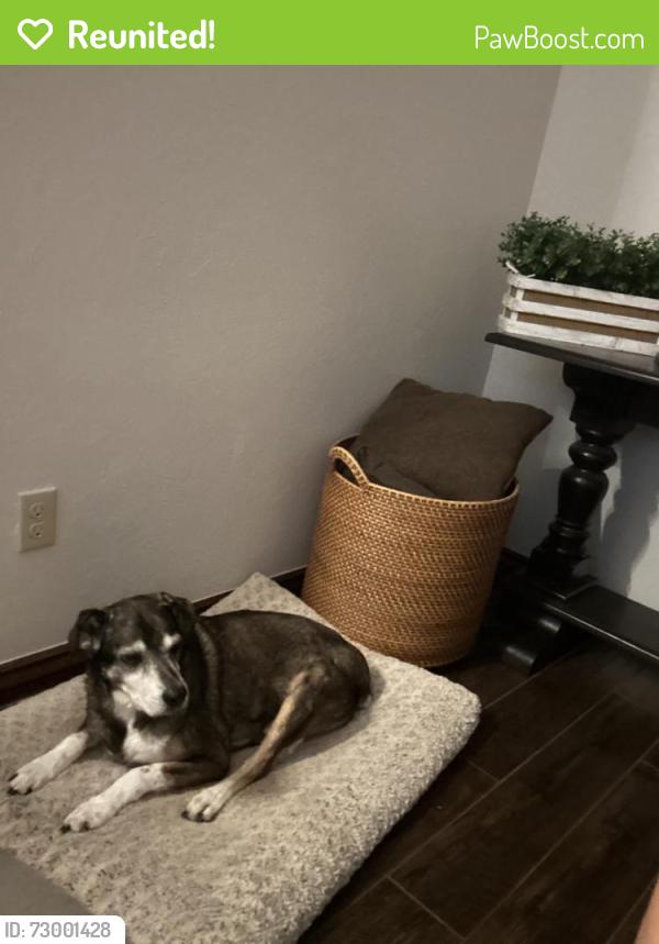 Reunited Male Dog last seen Stonebridge Villages, Edmond, OK 73013