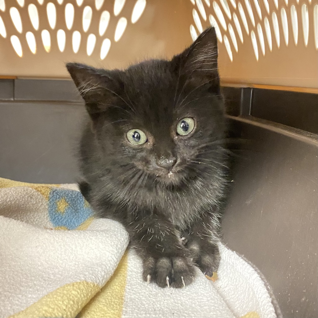 Shelter Stray Female Cat last seen Wandered into crate trap in parking lot overnight, OAKLAND, CA, 94621, 8323 Baldwin St, Oakland, CA 94621, USA