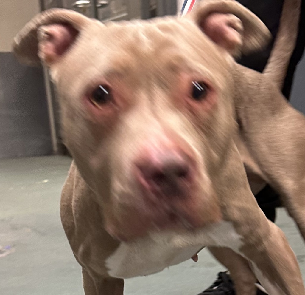 Shelter Stray Female Dog last seen Spruce Street, RALEIGH, NC, 27614, 820 Beacon Lake Dr, Raleigh, NC 27610, USA