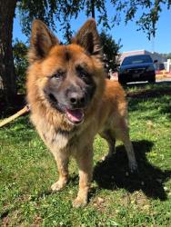 Shelter Stray Male Dog last seen Near W Meadow Road, MD, 411 Maxwell Frye Rd, Millersville, MD 21108, USA