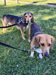 Shelter Stray Male Dog last seen Deale Road, DEALE, MD, 20751, 411 Maxwell Frye Rd, Millersville, MD 21108, USA