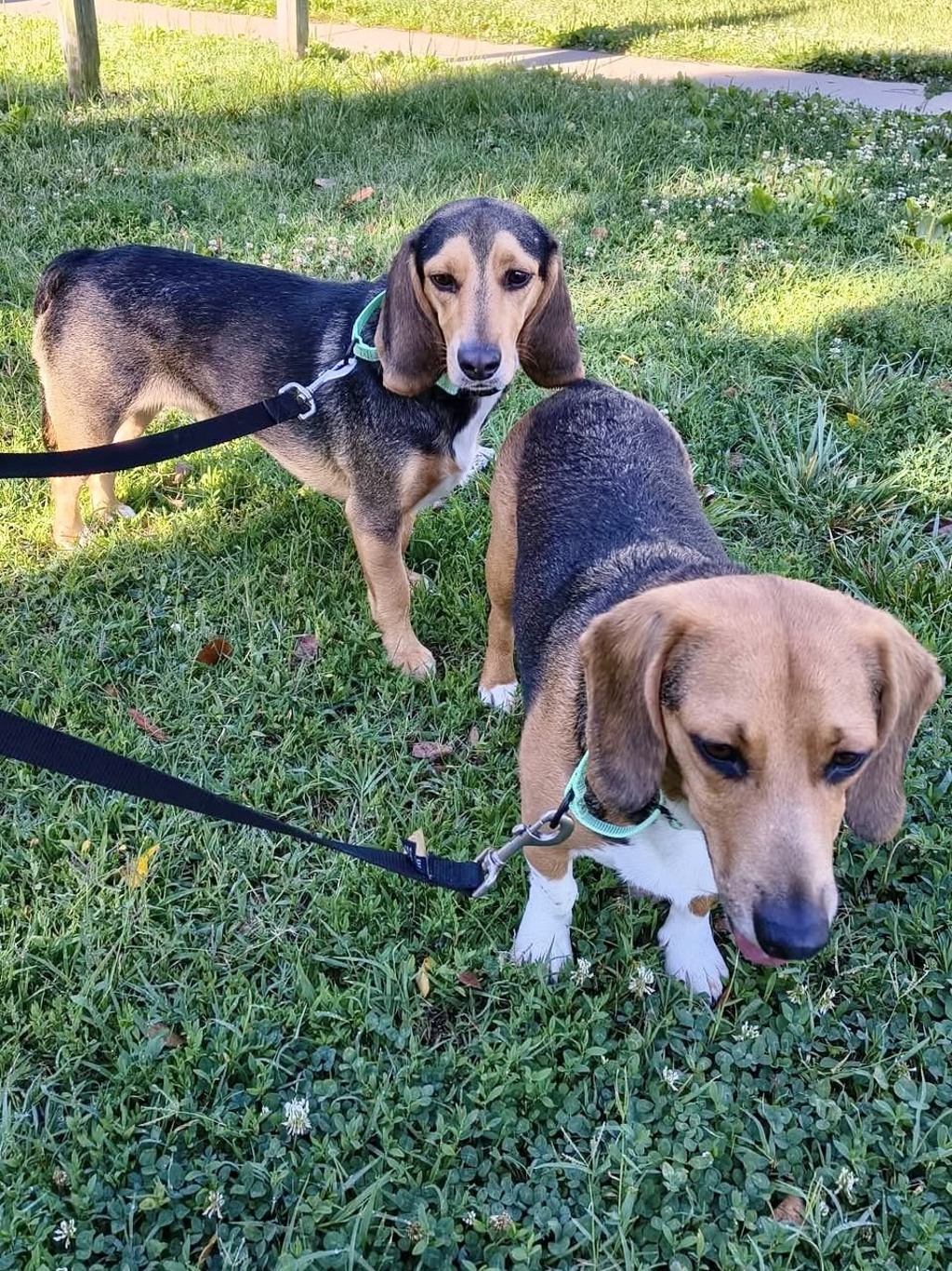 Shelter Stray Male Dog last seen Deale Road, DEALE, MD, 20751, 411 Maxwell Frye Rd, Millersville, MD 21108, USA