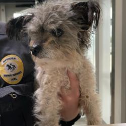 Shelter Stray Male Dog last seen Near 1st Street, DES MOINES, IA, 50313, Des Moines, IA 50313
