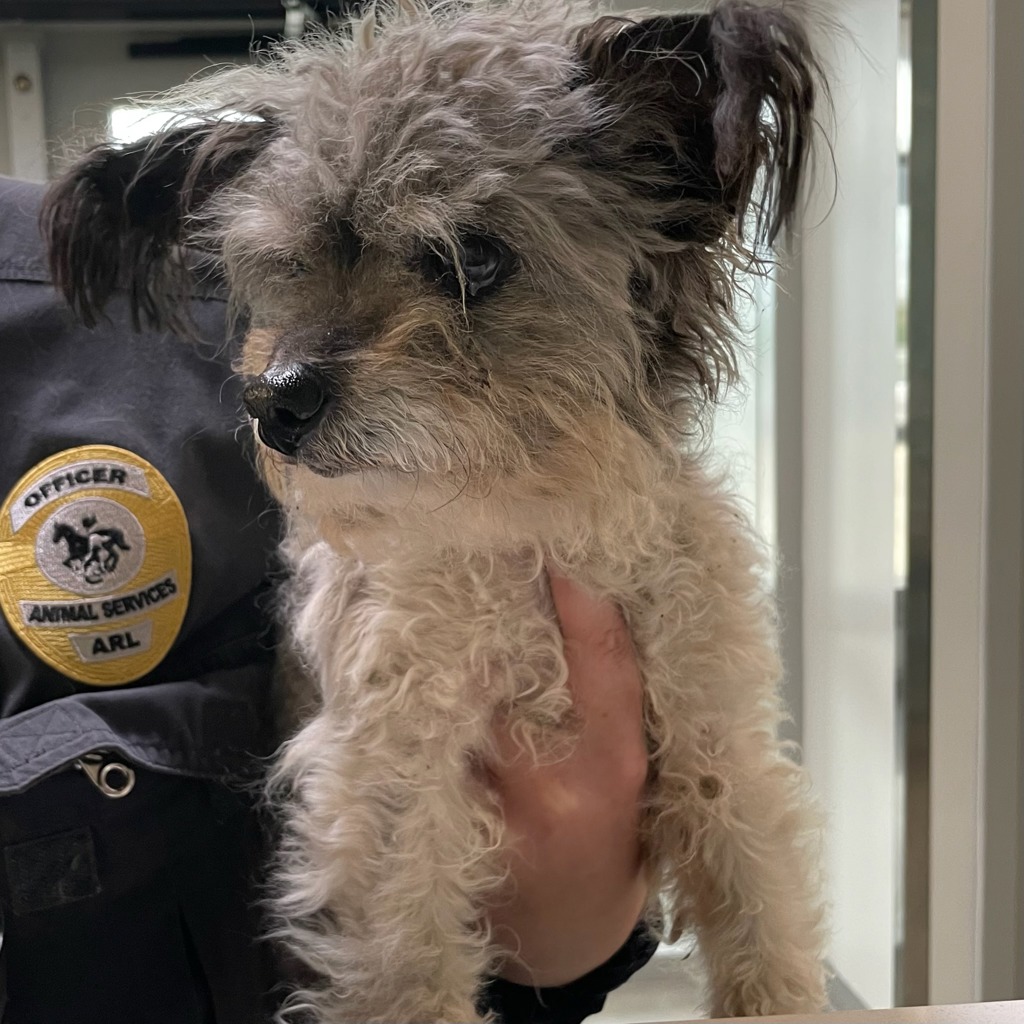 Shelter Stray Male Dog last seen Near 1st Street, DES MOINES, IA, 50313, Des Moines, IA 50313
