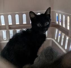 Shelter Stray Female Cat last seen Near E Gray Street, DES MOINES, IA, 50315, Des Moines, IA 50313