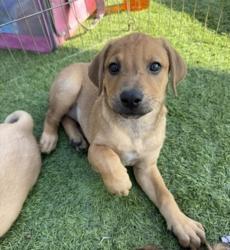 Shelter Stray Female Dog last seen Near Morena Boulevard, San Diego, CA, 92110, 5500 Gaines St, San Diego, CA 92110, USA