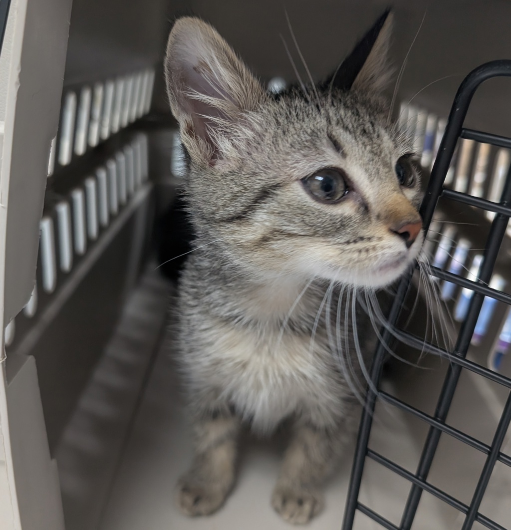 Shelter Stray Male Cat last seen Near E Gray Street, DES MOINES, IA, 50315, Des Moines, IA 50313