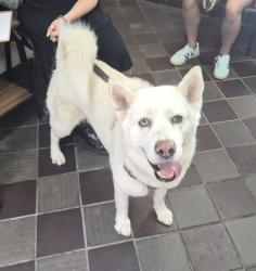 Shelter Stray Male Dog last seen E 105 Street, NEW YORK, NY, 10029, 326 E 110th St, New York, NY 10029, USA