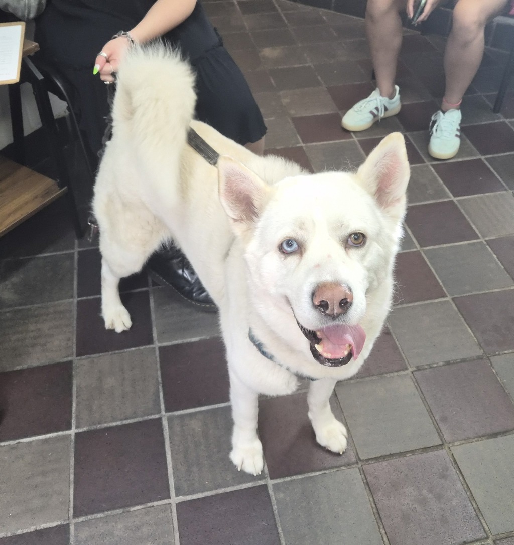 Shelter Stray Male Dog last seen E 105 Street, NEW YORK, NY, 10029, 326 E 110th St, New York, NY 10029, USA